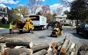 Professional  Tree Services in Montpelier, VT