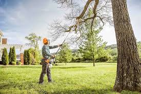 Best Tree Health Inspection  in Montpelier, VT